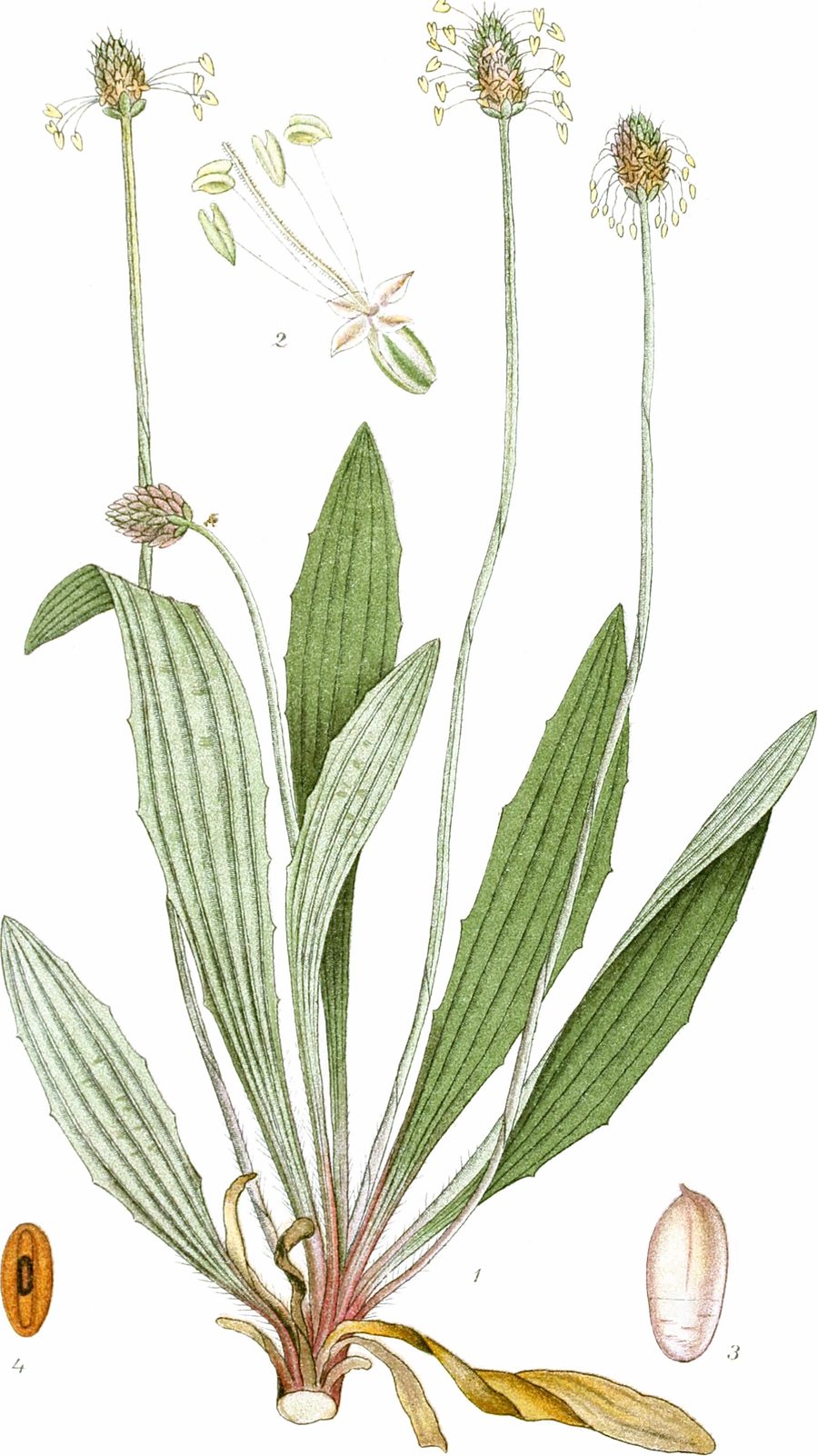 Babka lancetowata (Plantago lanceolata) — autentyczne zdjęcie, Wikimedia Commons