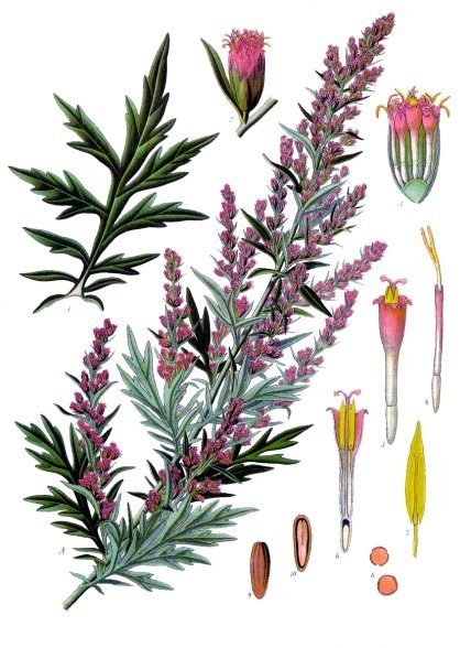 Bylica pospolita (Artemisia vulgaris) — autentyczne zdjęcie, Wikimedia Commons