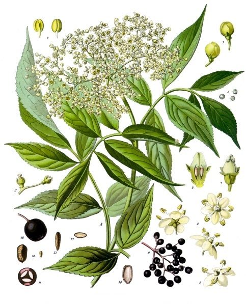 Czarny bez (Sambucus nigra) — autentyczne zdjęcie, Wikimedia Commons