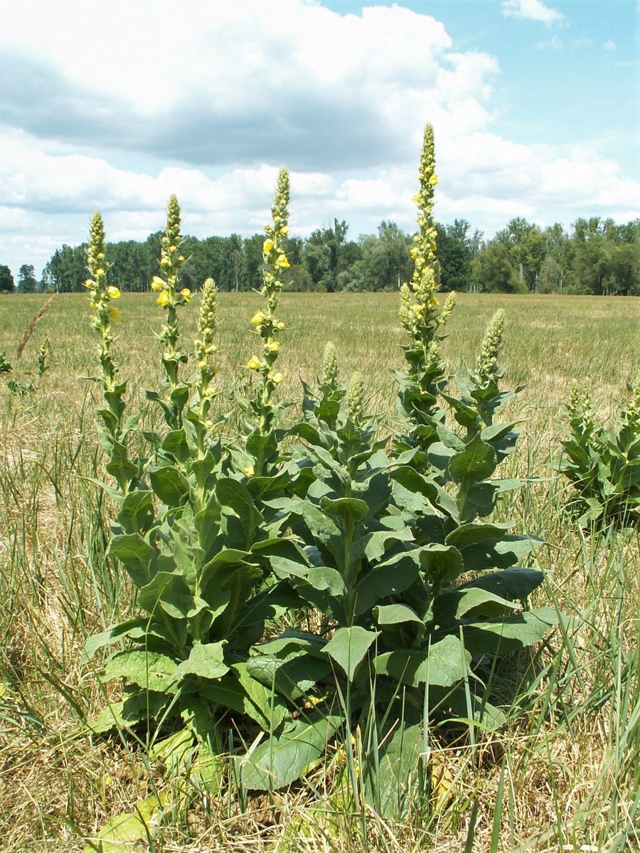 Dziewanna wielkokwiatowa (Verbascum densiflorum) — autentyczne zdjęcie, Wikimedia Commons