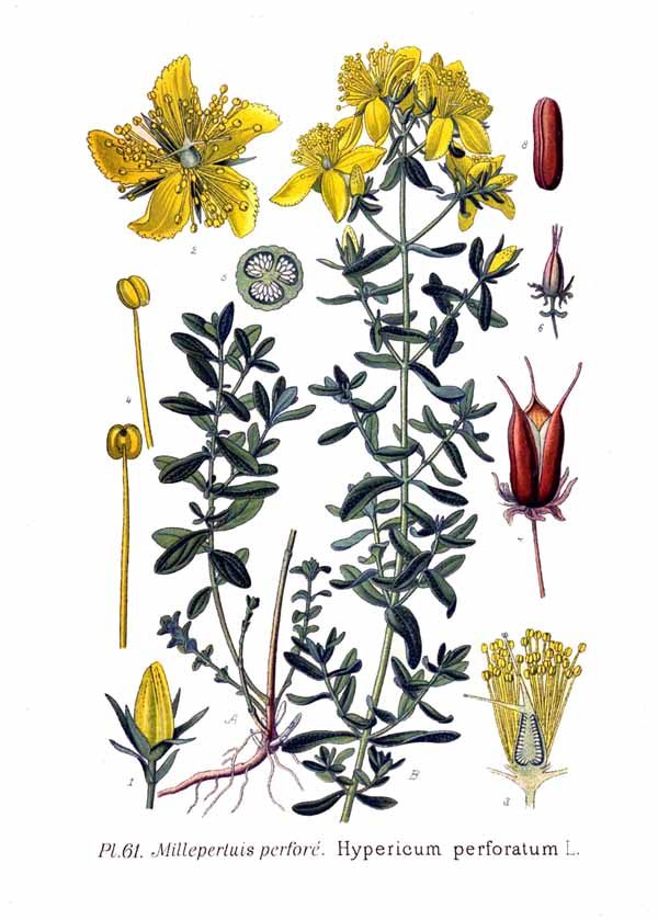 Dziurawiec zwyczajny (Hypericum perforatum) — autentyczne zdjęcie, Wikimedia Commons