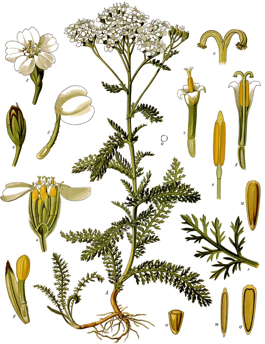Krwawnik pospolity (Achillea millefolium) — autentyczne zdjęcie, Wikimedia Commons