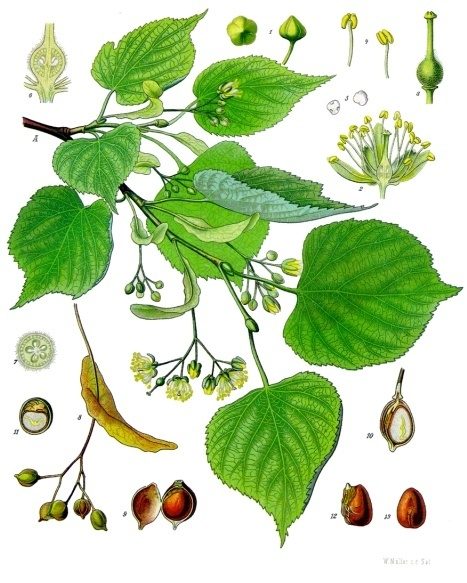 Lipa drobnolistna (Tilia cordata) — autentyczne zdjęcie, Wikimedia Commons