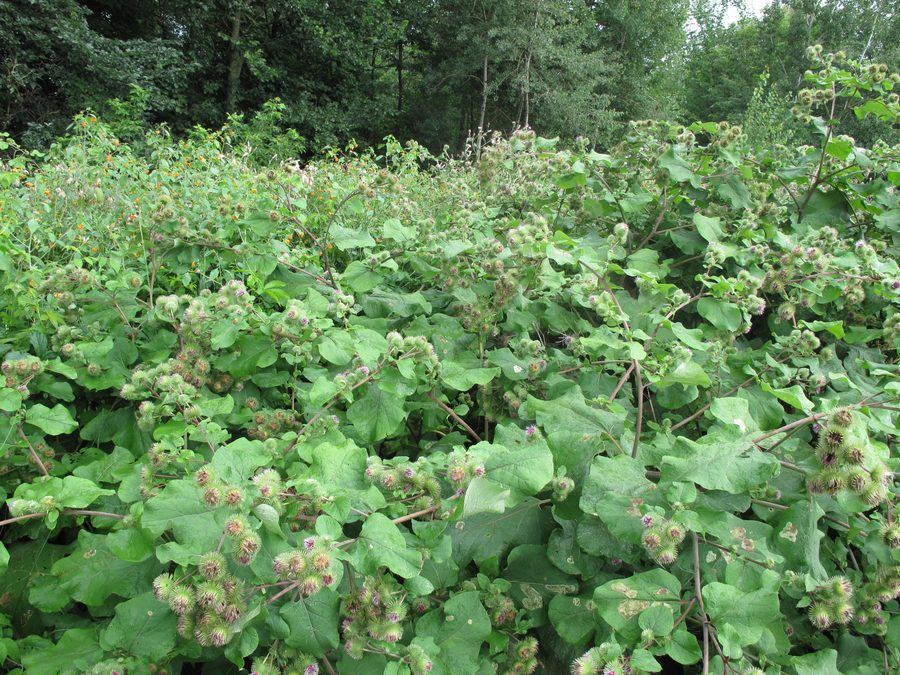 Łopian większy (Arctium lappa) — autentyczne zdjęcie, Wikimedia Commons