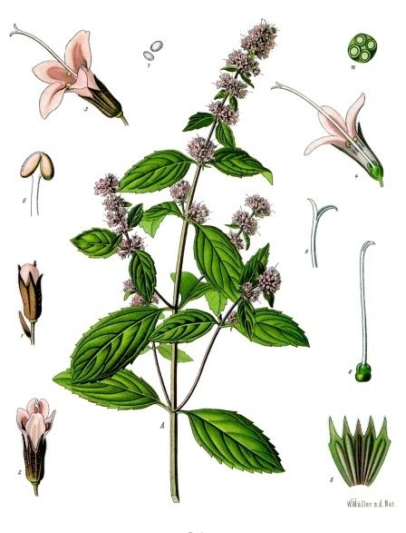 Mięta pieprzowa (Mentha × piperita) — autentyczne zdjęcie, Wikimedia Commons
