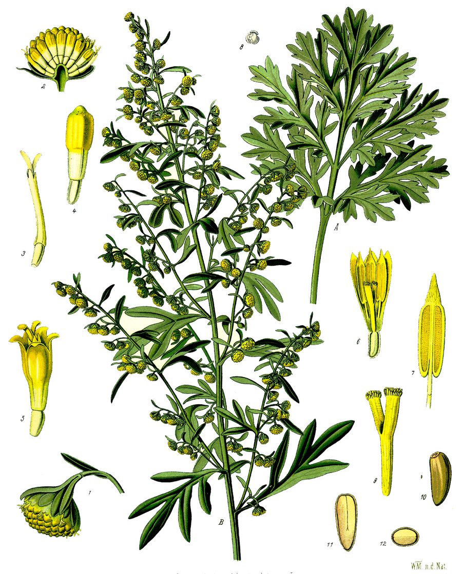 Piołun (bylica piołun) (Artemisia absinthium) — autentyczne zdjęcie, Wikimedia Commons