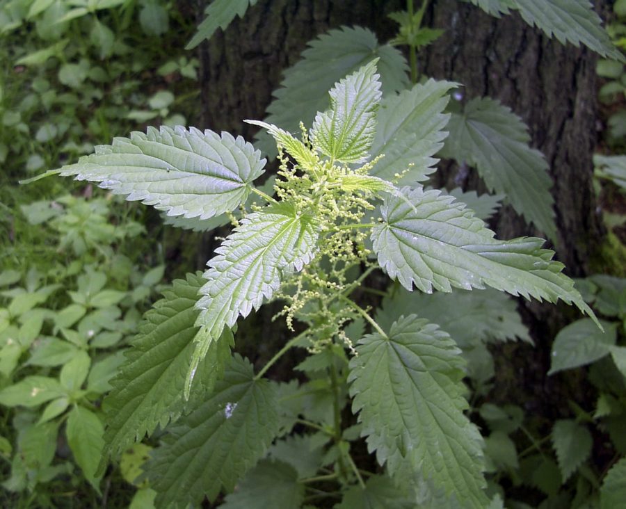 Pokrzywa zwyczajna (Urtica dioica) — autentyczne zdjęcie, Wikimedia Commons