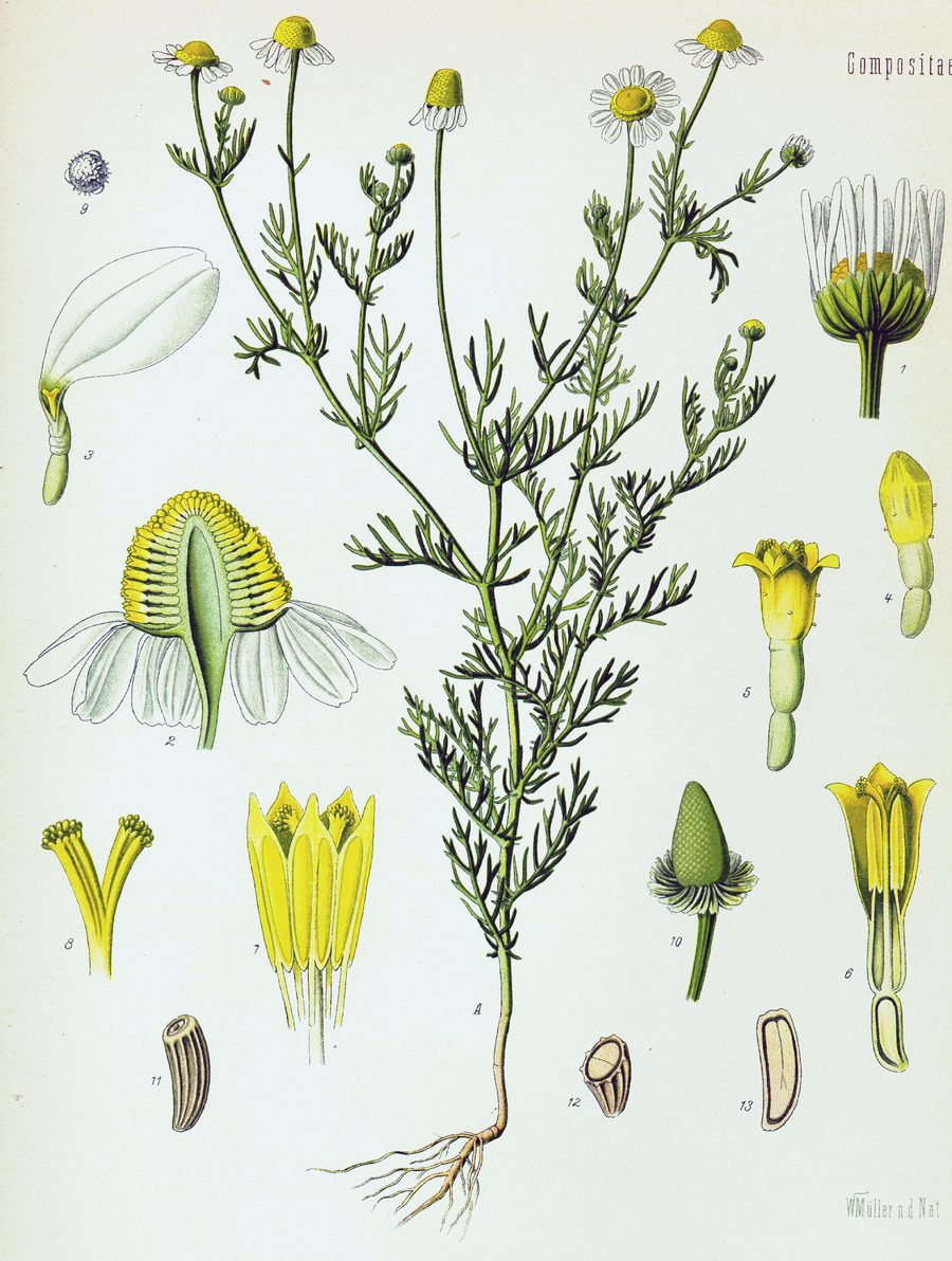 Rumianek pospolity (Matricaria chamomilla) — autentyczne zdjęcie, Wikimedia Commons