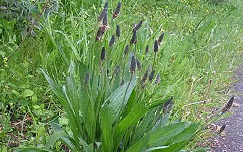 Babka lancetowata (Plantago lanceolata)