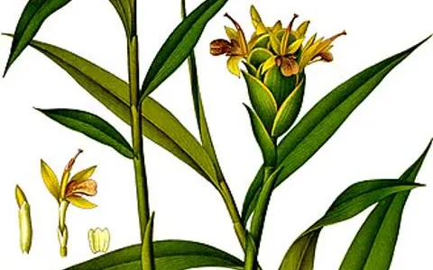 Imbir (Zingiber officinale)