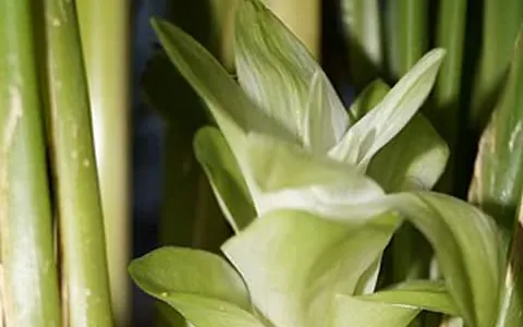 Kurkuma (Curcuma longa)