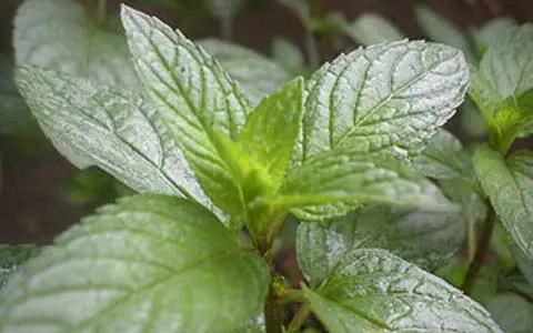 Mięta pieprzowa (Mentha × piperita)