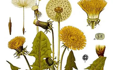 Mniszek lekarski (Taraxacum officinale)