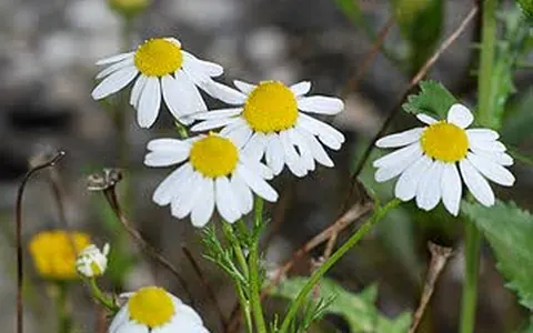 Rumianek (Matricaria recutita)