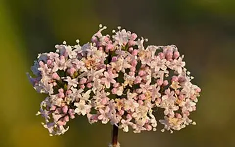 Kozłek lekarski (waleriana) (Valeriana officinalis)